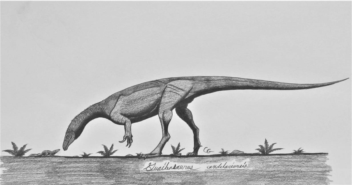 Guaibasaurus Candelariensis By Acrosaurotaurus On Deviantart Guaibasaurus Candelariensis By Acrosaurotaurus On Deviantart