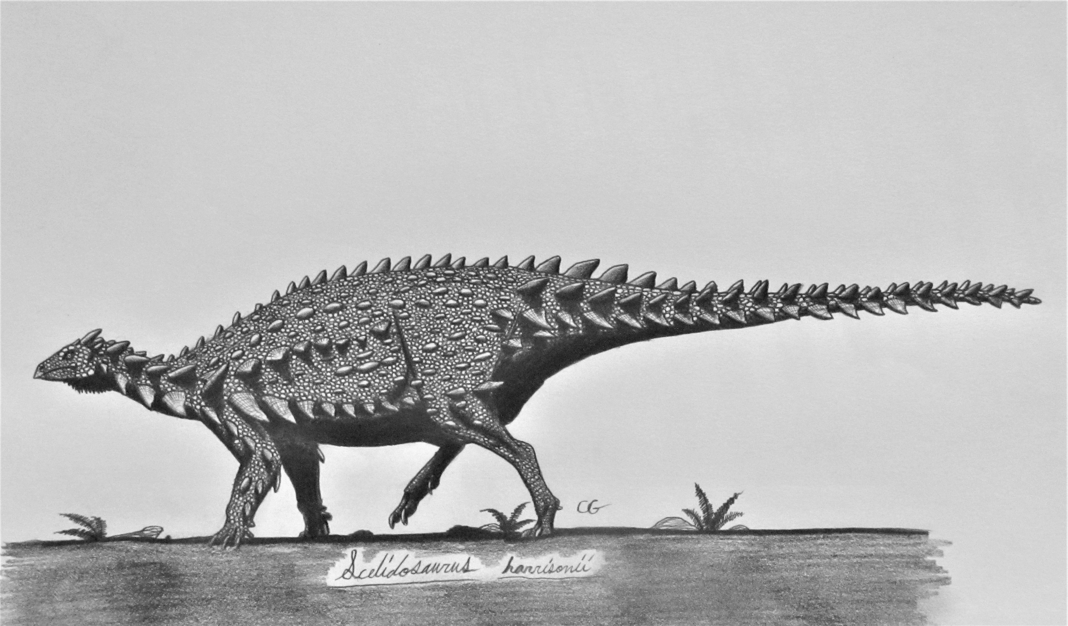 Acrosaurotaurus S Artwork Acrosaurotaurus S Artwork