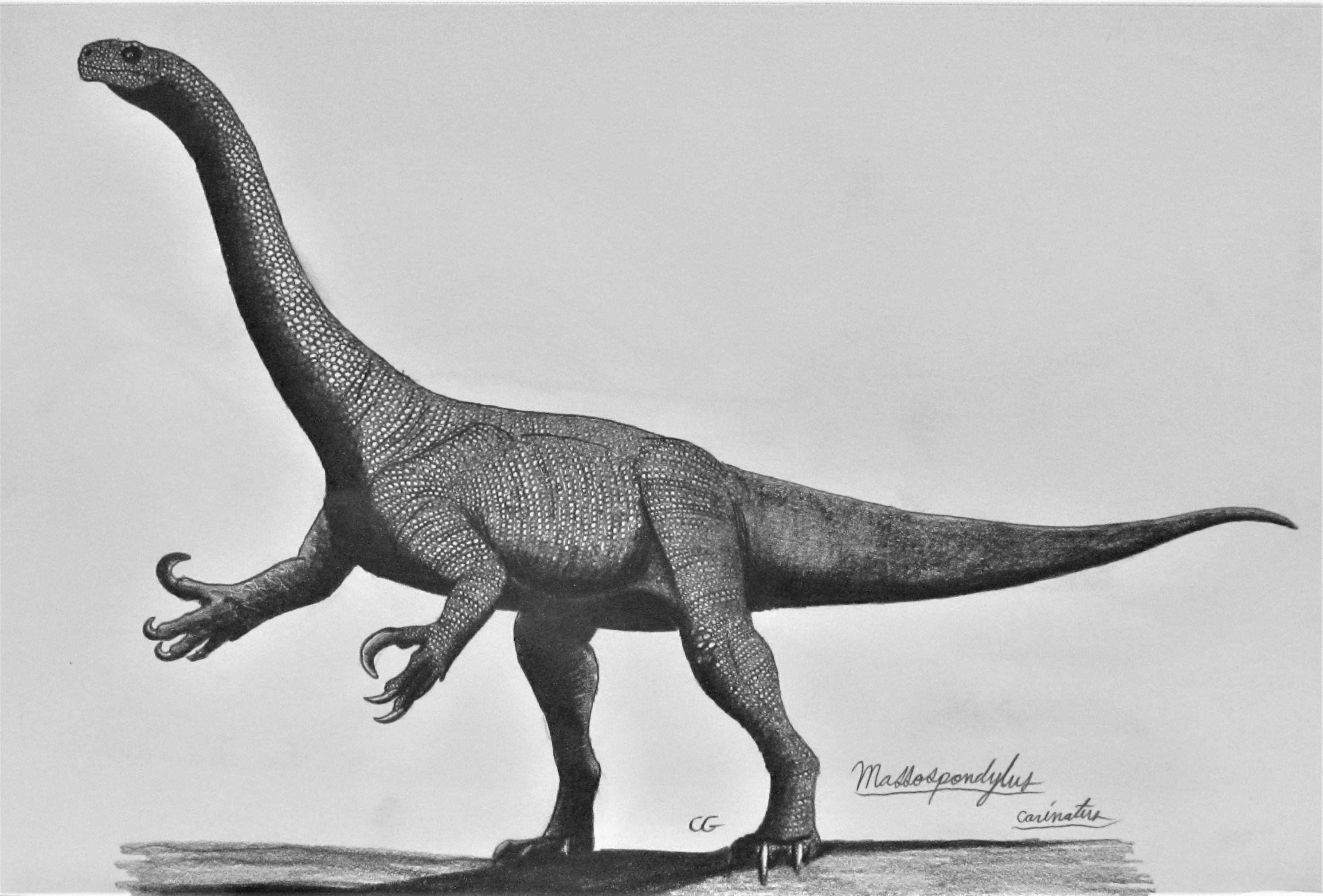 Acrosaurotaurus S Artwork Acrosaurotaurus S Artwork