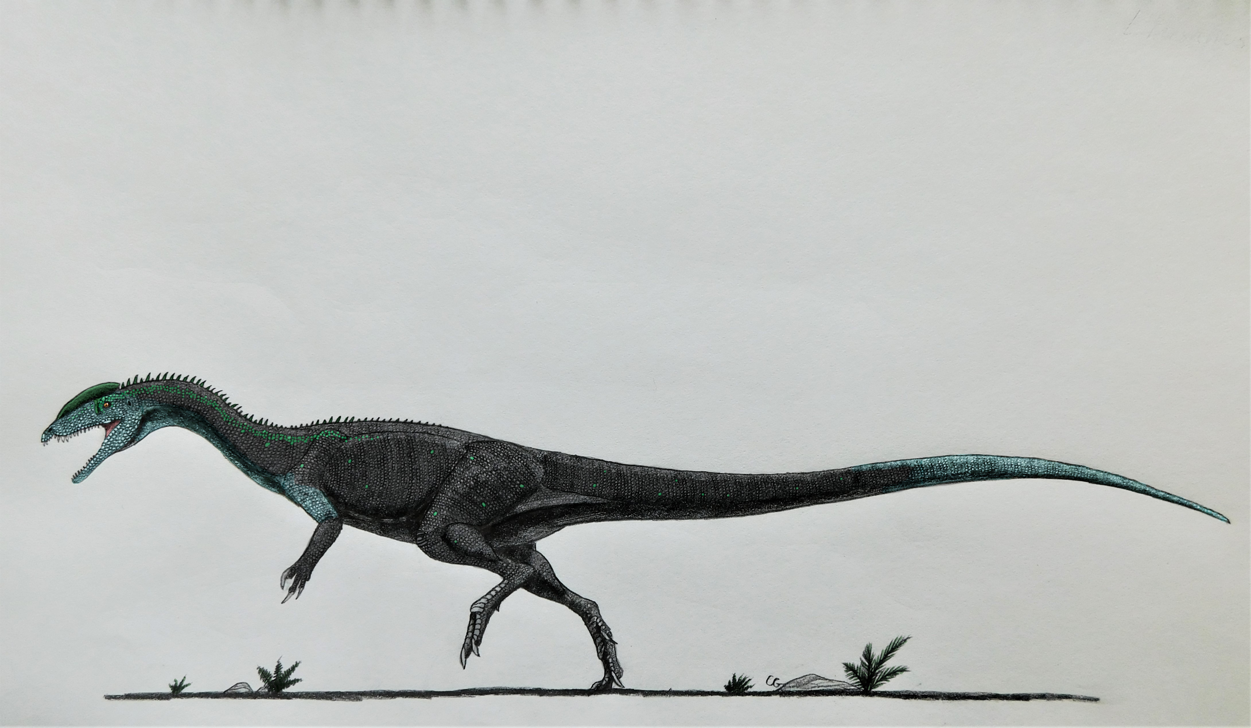 Liliensternus Liliensterni By Acrosaurotaurus On Deviantart