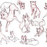 Fox study