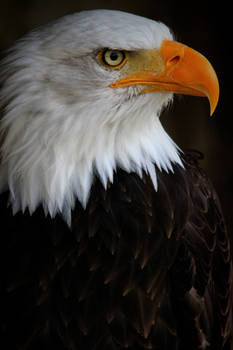 Baldeagle1