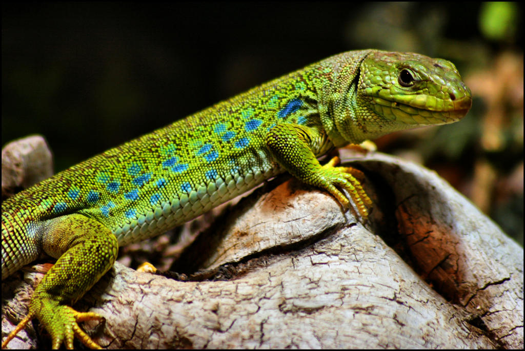 Lizardrd Lizard by highlander08 on DeviantArt