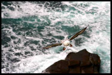 Gull on the Sea