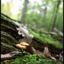 Champignons 00