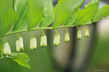 Cloche du printemps