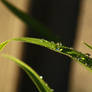 Gouttelettes du printemps