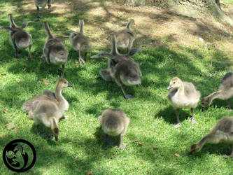 Goslings