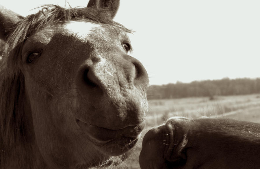 Joy of Kissing