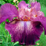 Iris violet 2