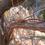 Vine on fence