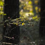 Barbwire Fruits