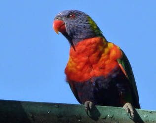 Parrot parade