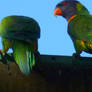 Lorikeets drinking