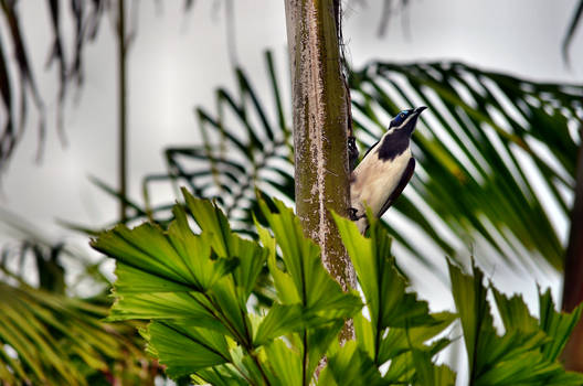 The honeyeater