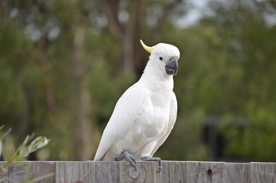 Cockatoo by iskarlata