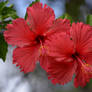 Hibiscus