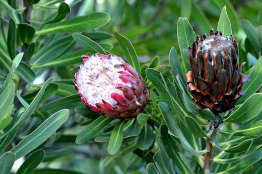 Protea