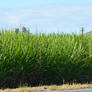 Sugar cane country