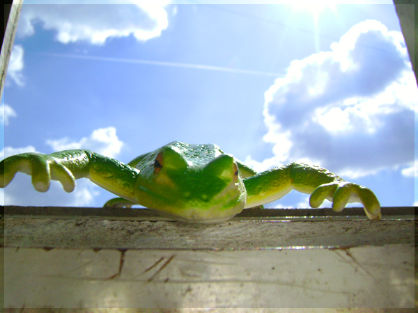 Frog from the sky