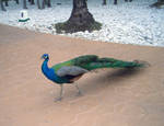 Exotic Bird of India by samurai26echo
