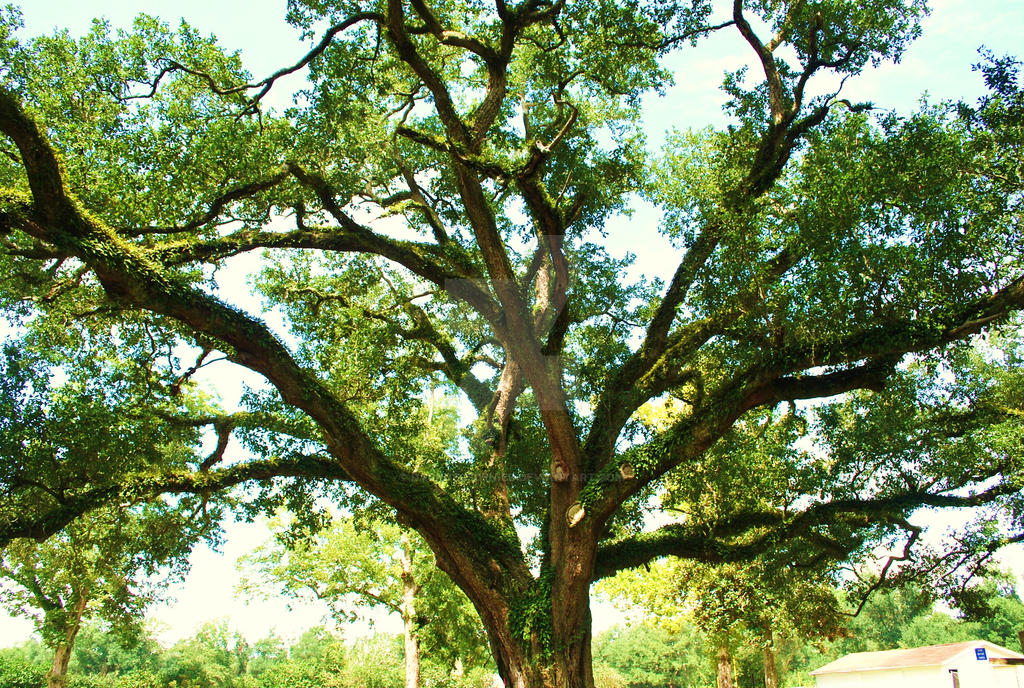 Tangled Growth by darknessdenied on DeviantArt