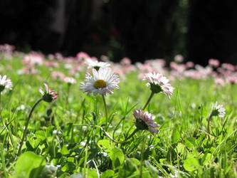 Lots of daisies