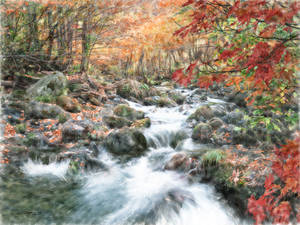 Forest Stream