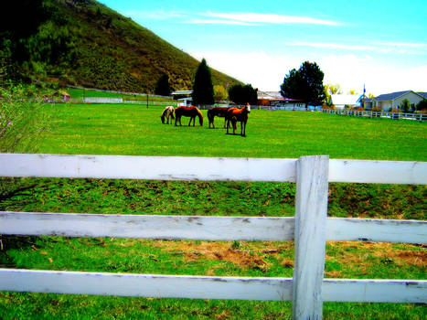 Fenced in Horses