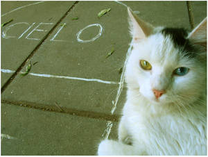 ojos de gato