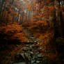 Foggy Pine Forest in Infrared