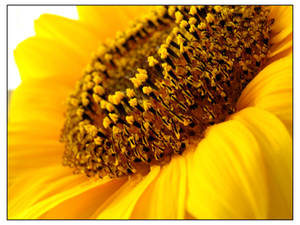 Sunflower 01