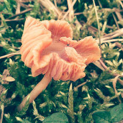 Een paddestoel (A mushroom)