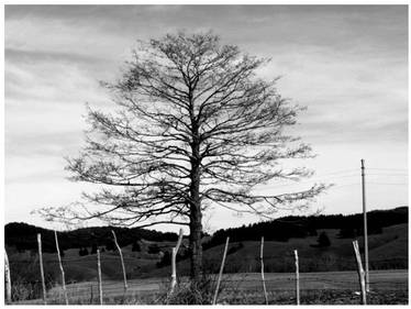 Last leaves of a poisoned tree