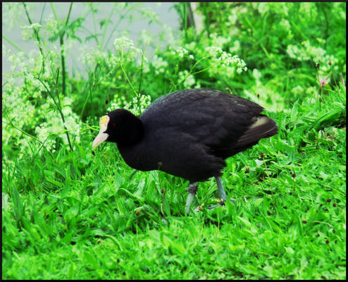 Lovely Birds