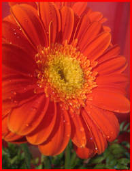 Gerbera VII