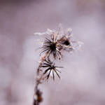 Webs of Purple by iridescentclouds