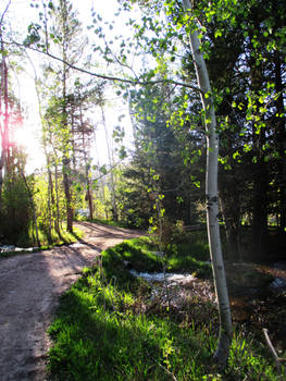 Wooded Trail