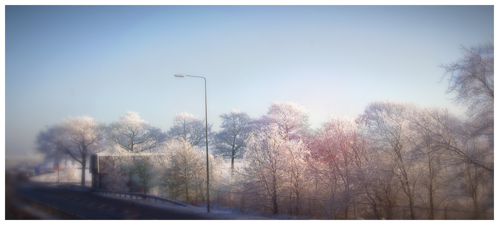 Snow-covered treetops