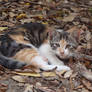 Kitten in Autumn Leaves