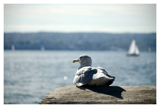 Nautical Seagull