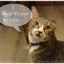 Birthday Cat E-Card 1