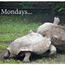 Monday Turtles