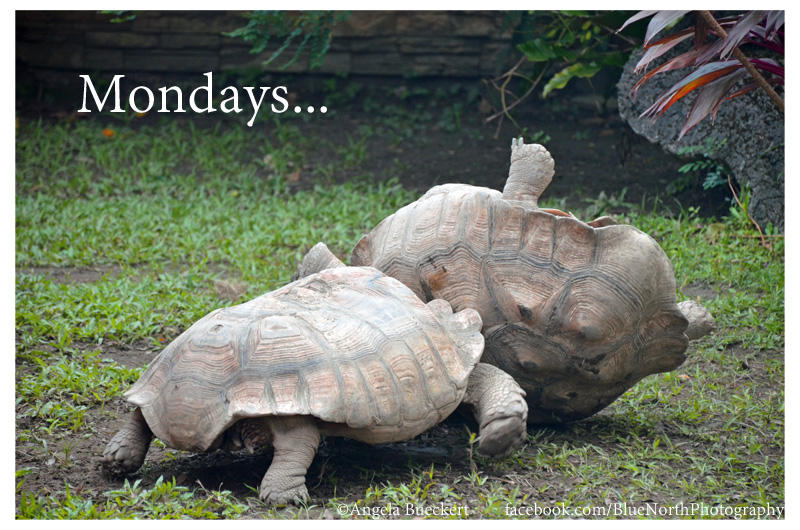Monday Turtles by BlueNorthPhotography on DeviantArt