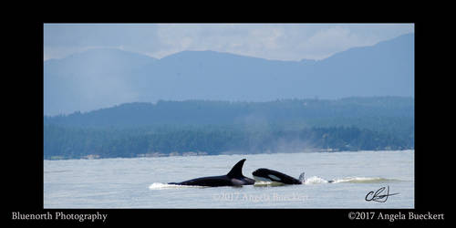 Orcas