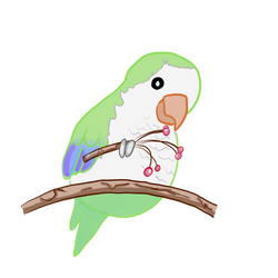 Chubby Quaker Parrot