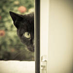 Meow? by ukapala