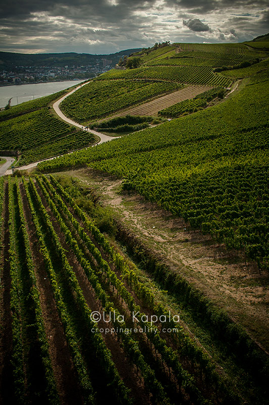 Vineyards