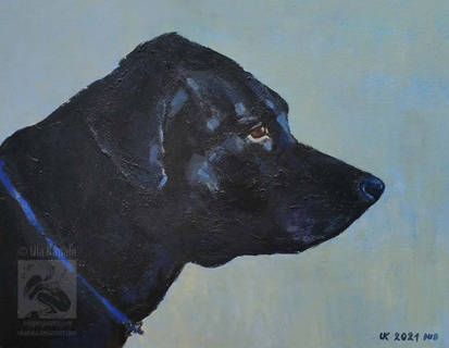 Black Labrador portrait.