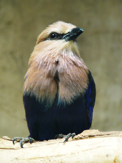 Blue-bellied Roller